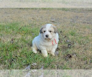 Great Pyrenees Puppy for sale in PRAGUE, OK, USA