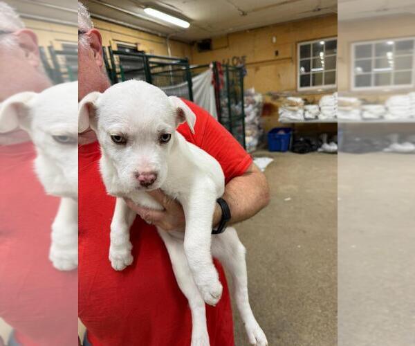 Medium Photo #2 Mutt Puppy For Sale in Calgary, Alberta, Canada