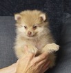 Puppy 6 Pomeranian