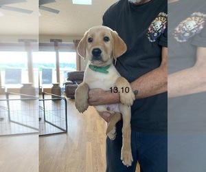 Labrador Retriever Puppy for sale in NOVA, OH, USA