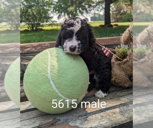 Miniature Bernedoodle Puppy for sale in CLARE, IL, USA