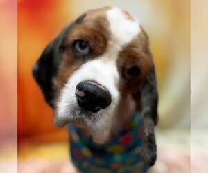 Roux - Male Cocker Spaniel Dog for Adoption - Photo #7