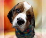 Small Photo #7 Cocker Spaniel Puppy For Sale in Arlington, VA, USA