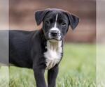 Small #2 Golden Retriever Mix