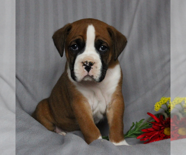 Medium Photo #3 Boxer Puppy For Sale in NEW HOLLAND, PA, USA