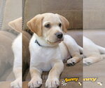 Small #1 Labrador Retriever Mix