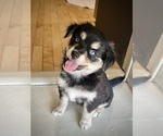 Small Photo #1 Miniature Australian Shepherd-Pomsky Mix Puppy For Sale in CHICAGO, IL, USA