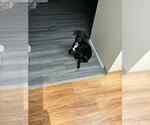 Small #1 Labrador Retriever