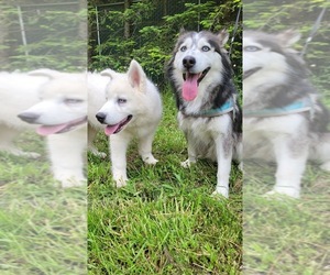 Siberian Husky Puppy for sale in KELSO, WA, USA