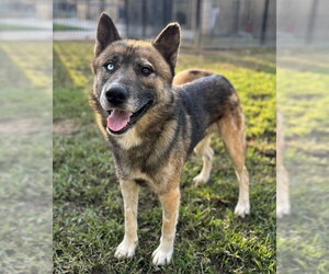 Gerberian Shepsky Dogs for adoption in Riverside, CA, USA