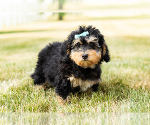 Bernedoodle-Poodle (Miniature) Mix Puppy for sale in SHIPSHEWANA, IN, USA
