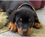 Small #2 Rottweiler