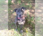 Small #1 American Pit Bull Terrier