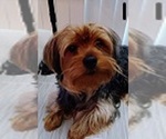 Small Photo #1 Yorkshire Terrier Puppy For Sale in FREEDOM, WI, USA