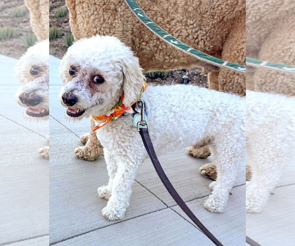 Medium Photo #3 Bichon Frise-Unknown Mix Puppy For Sale in Corona, CA, USA