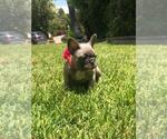 Small Photo #25 French Bulldog Puppy For Sale in WHITTIER, CA, USA