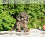 Small #7 Poodle (Toy)