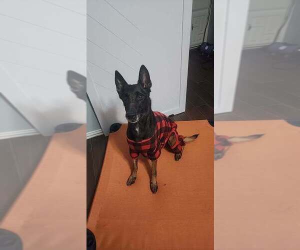 Medium Photo #5 Mutt Puppy For Sale in Imlay City, MI, USA