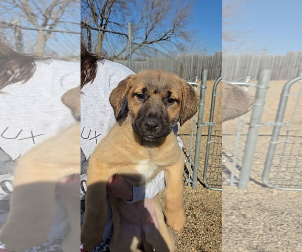 Medium Photo #2 Mutt Puppy For Sale in Estherville, IA, USA