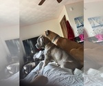 Small #2 Cane Corso