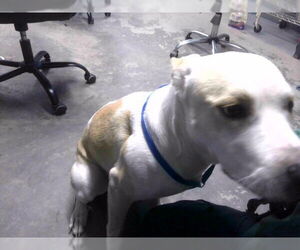 Labrador Retriever-Unknown Mix Dogs for adoption in Tallahassee, FL, USA