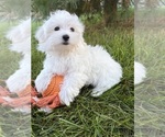 Image preview for Ad Listing. Nickname: Freddie