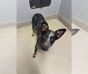 Mutt Dogs for adoption in Las Vegas, NV, USA