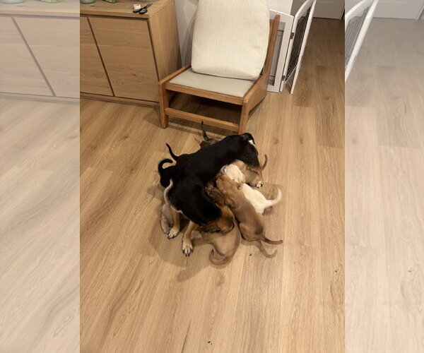 Medium Photo #6 Mutt Puppy For Sale in Bellevue, WA, USA