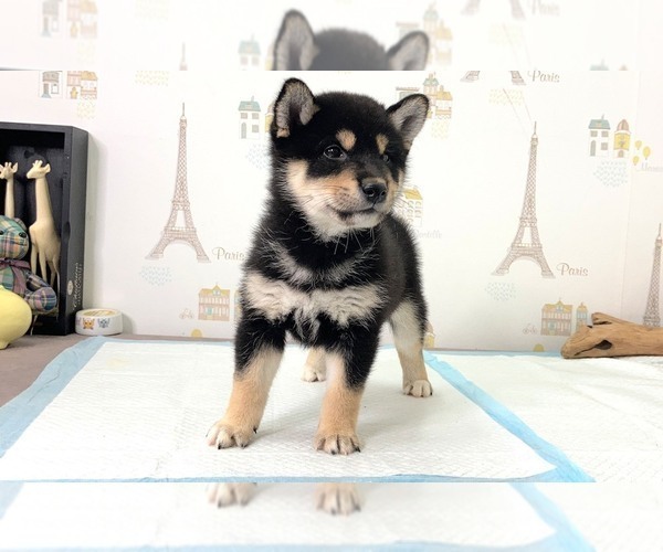 Medium Photo #1 Shiba Inu Puppy For Sale in SUNNYVALE, CA, USA