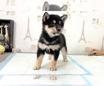 Small Photo #1 Shiba Inu Puppy For Sale in SUNNYVALE, CA, USA