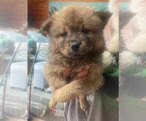 Chow Chow Puppy for sale in GROVE CITY, OH, USA