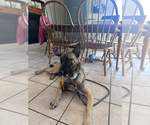 Small #5 Mutt