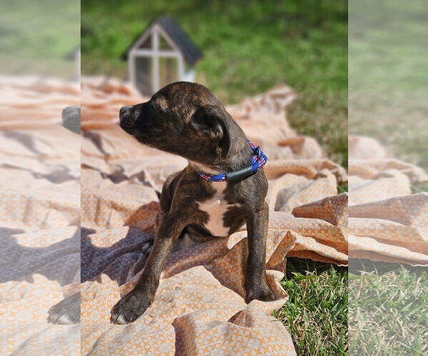 Medium Photo #3 Boston Huahua Puppy For Sale in Wakefield, RI, USA