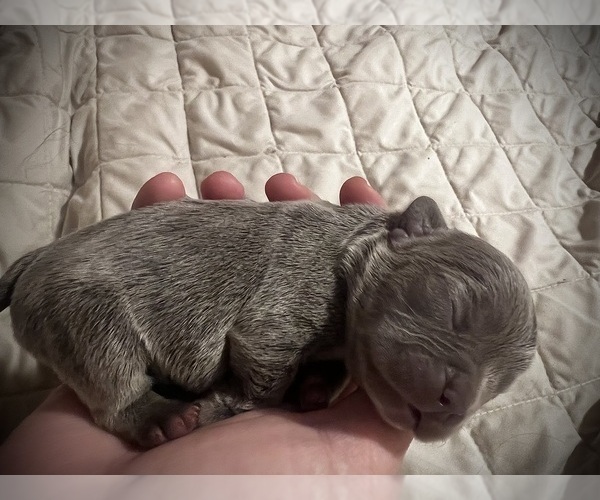 Medium Photo #5 French Bulldog Puppy For Sale in BEREA, KY, USA