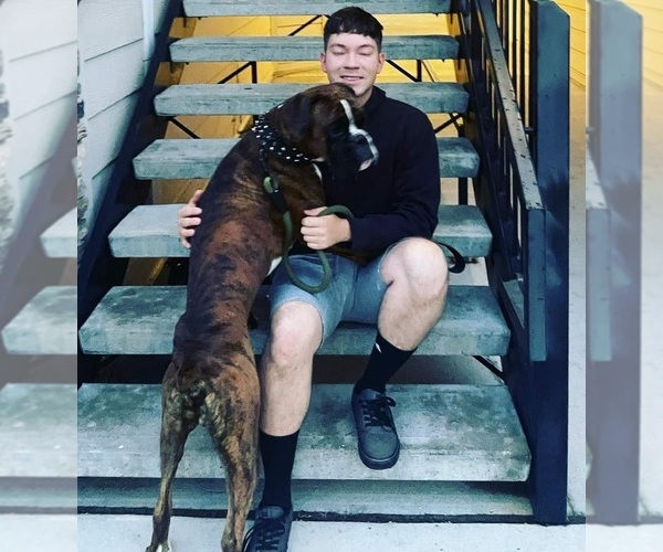 Medium Photo #1 Boxer Puppy For Sale in BRIGHTON, CO, USA