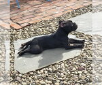 Small #3 American Bulldog Mix