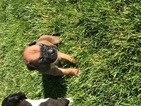 Small Photo #1 Boxer Puppy For Sale in STERLING HEIGHTS, MI, USA