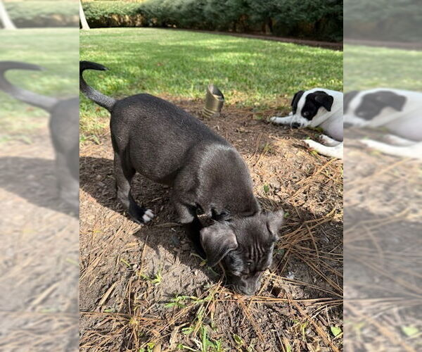 Medium Photo #3 Borador Puppy For Sale in Lakewood, CO, USA