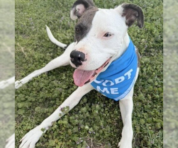 Medium Photo #4 Mutt Puppy For Sale in Claremore, OK, USA