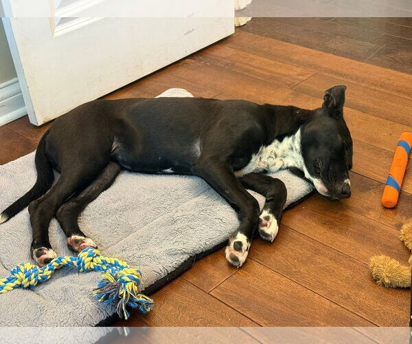 Medium Photo #7 Mutt Puppy For Sale in Germantown, OH, USA