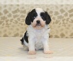 Small #2 Cavapoo