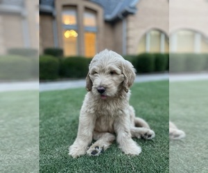 Goldendoodle Puppy for sale in FORT WORTH, TX, USA