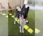 Small Akita