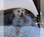 Small #9 Poodle (Miniature) Mix