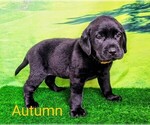 Puppy Autumn AKC Engl Labrador Retriever