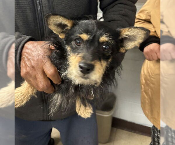 Medium Photo #1 Mutt Puppy For Sale in Stockton, CA, USA