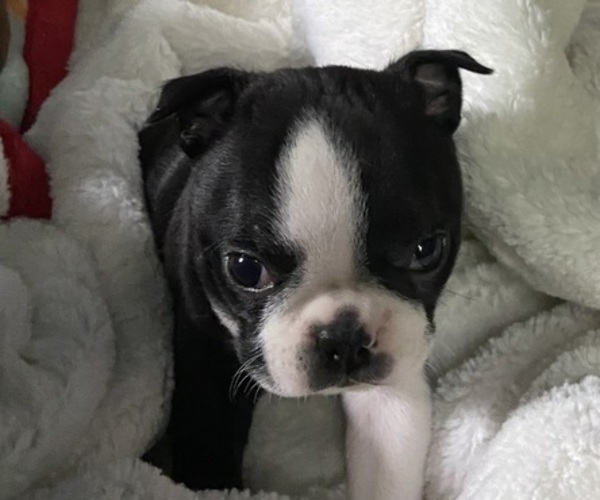 Medium Photo #4 Boston Terrier Puppy For Sale in CRYSTAL, MN, USA