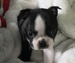 StormFly - Female Boston Terrier Puppy for Sale - Photo #4