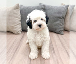 Small #4 Bernedoodle (Miniature)