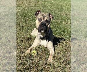 American Bulldog Dogs for adoption in Forestville, MD, USA